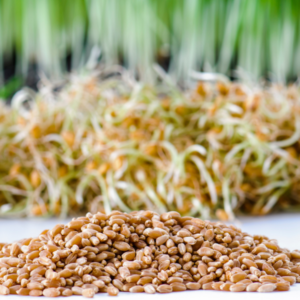 Organic Wheatgrass Seeds Hard Red Winter Wheat Berries 5-Pounds