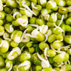 Organic Mung Beans Sprouting and Microgreen Seeds 5-Pounds