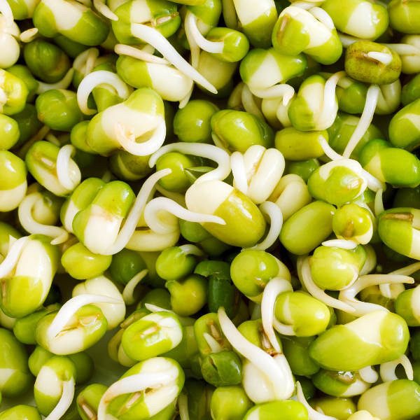Organic Mung Beans Sprouting and Microgreen Seeds 5-Pounds