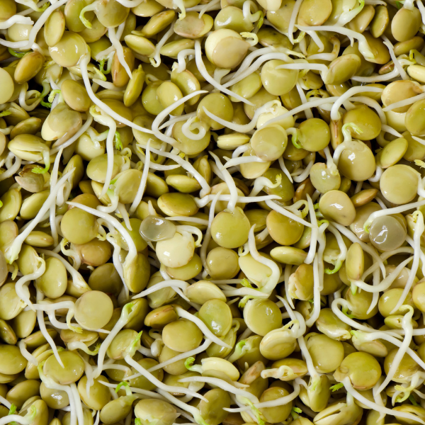 Organic Green Lentils Sprouting Seeds 5-Pounds