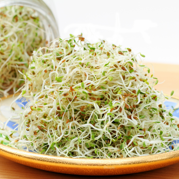 Organic Alfalfa Sprouting Seeds 5-Pounds